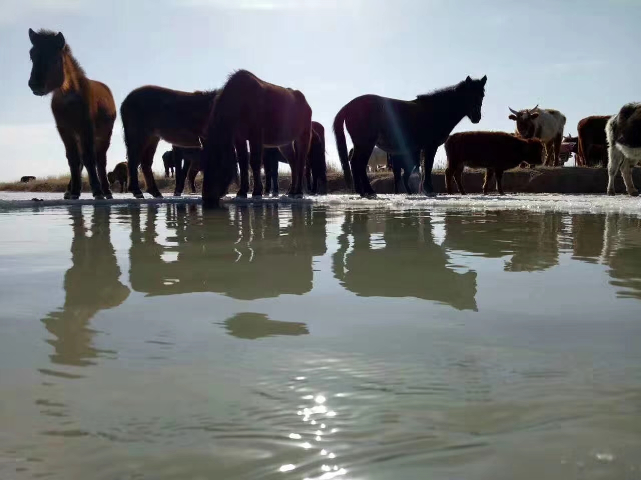 海西的草原和蒙古族人的马 青海特色 第4张