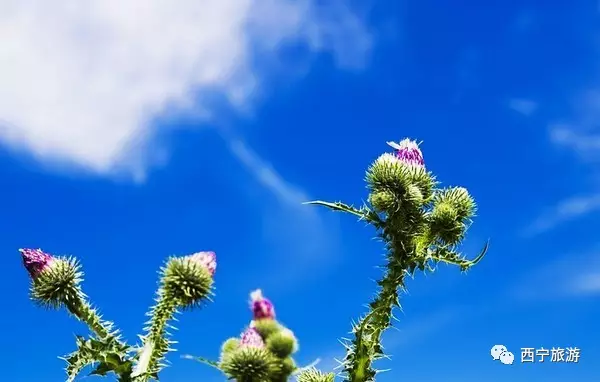 七月，一个打包了青海所有颜色的季节 大美青海 第22张