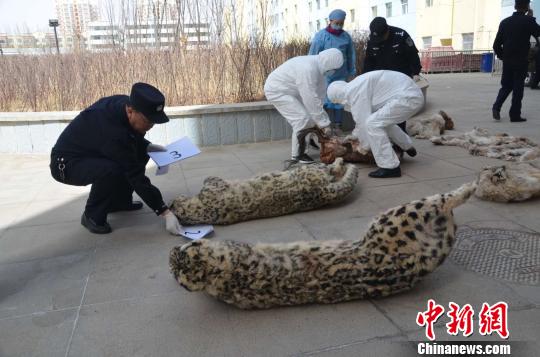 青海格尔木破获盗杀一级保护野生动物案雪豹被猎杀 闻所未闻 第2张